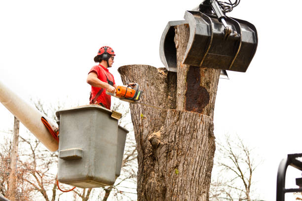 How Our Tree Care Process Works  in  West Wyomissing, PA